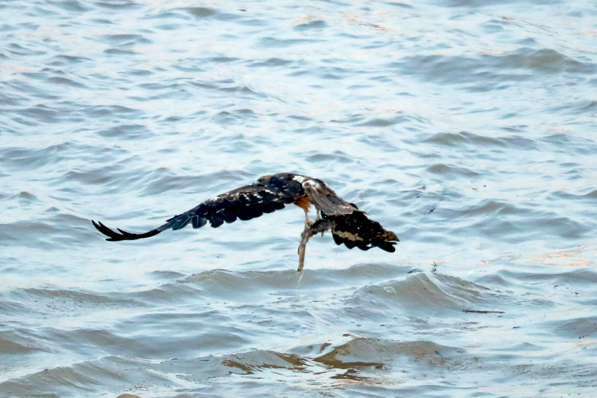 鹰捕鱼的全过程2020年8月5日一只老鹰在湖北省宜昌