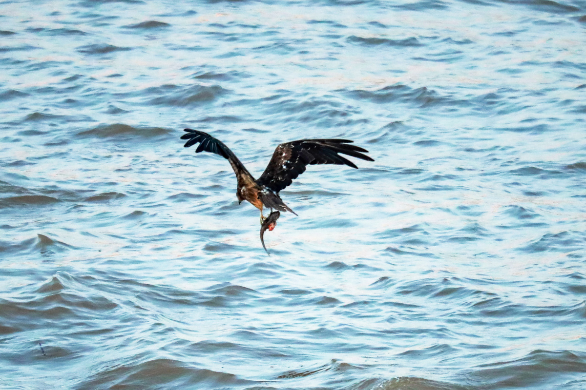 鹰捕鱼的全过程2020年8月5日一只老鹰在湖北省宜昌