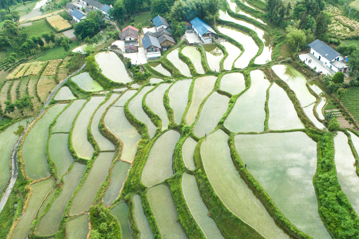 田园2020527于湖北秭归两河口镇二甲村王罡摄