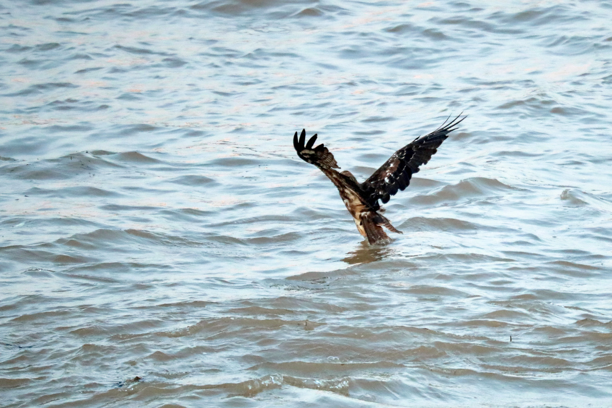 鹰捕鱼的全过程2020年8月5日一只老鹰在湖北省宜昌