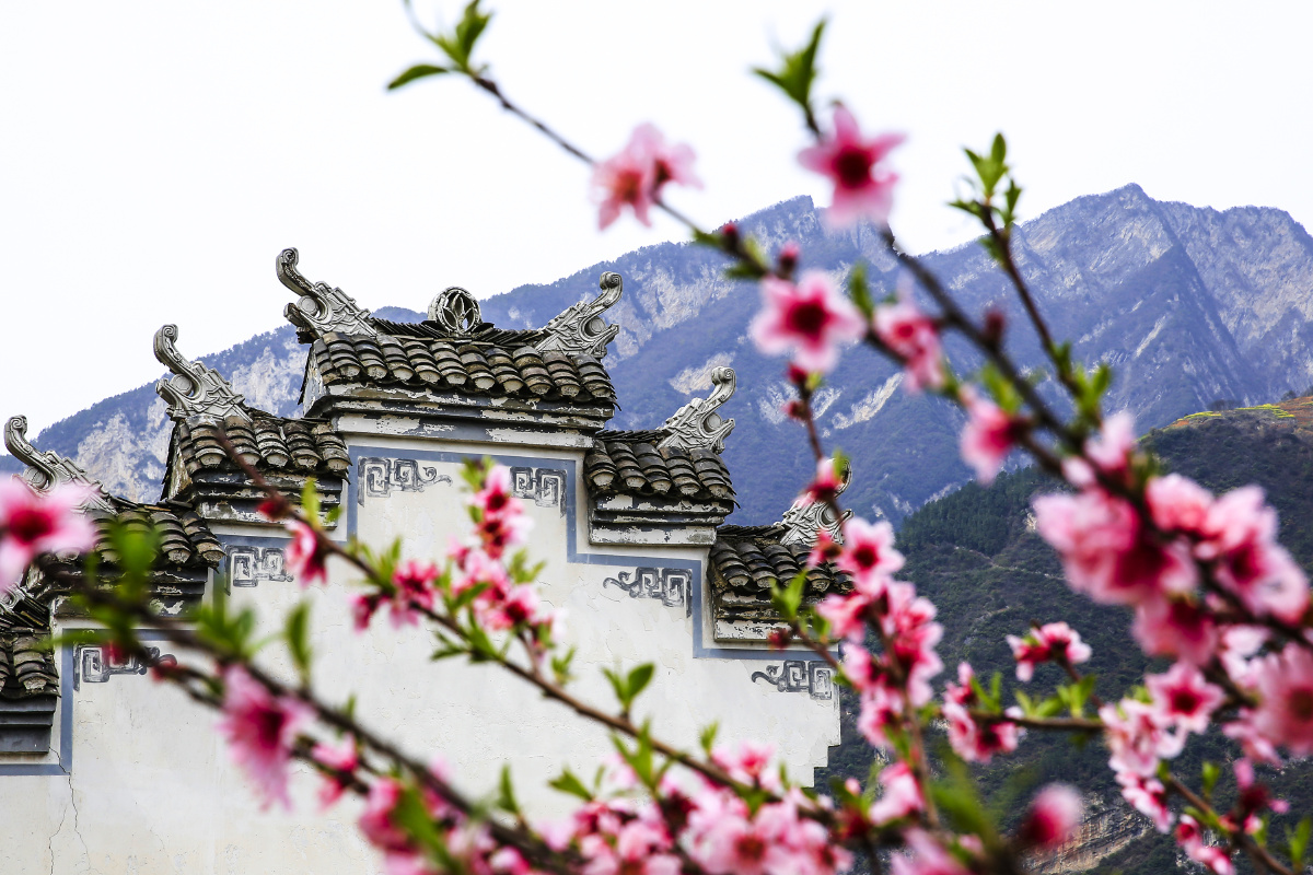 桃花一簇出墙来于湖北宜昌秭归县屈原镇西陵峡村