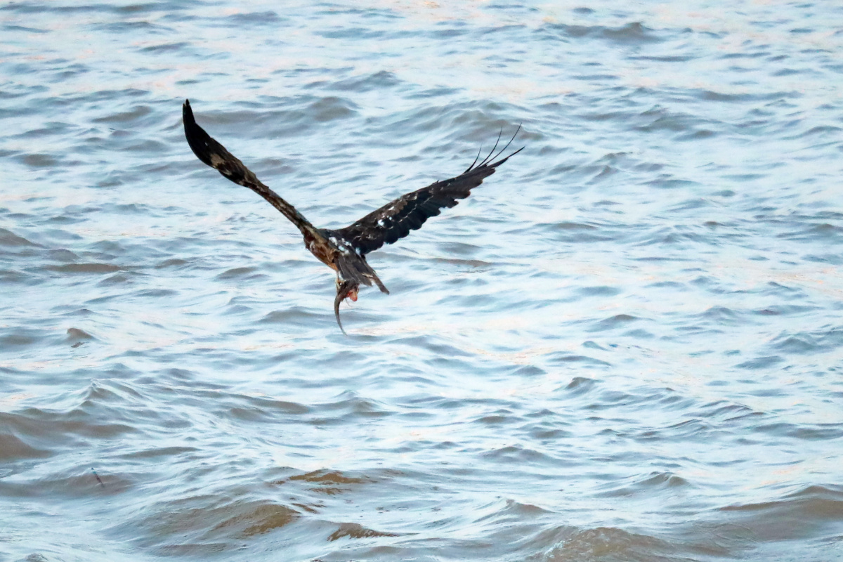 鹰捕鱼的全过程2020年8月5日一只老鹰在湖北省宜昌