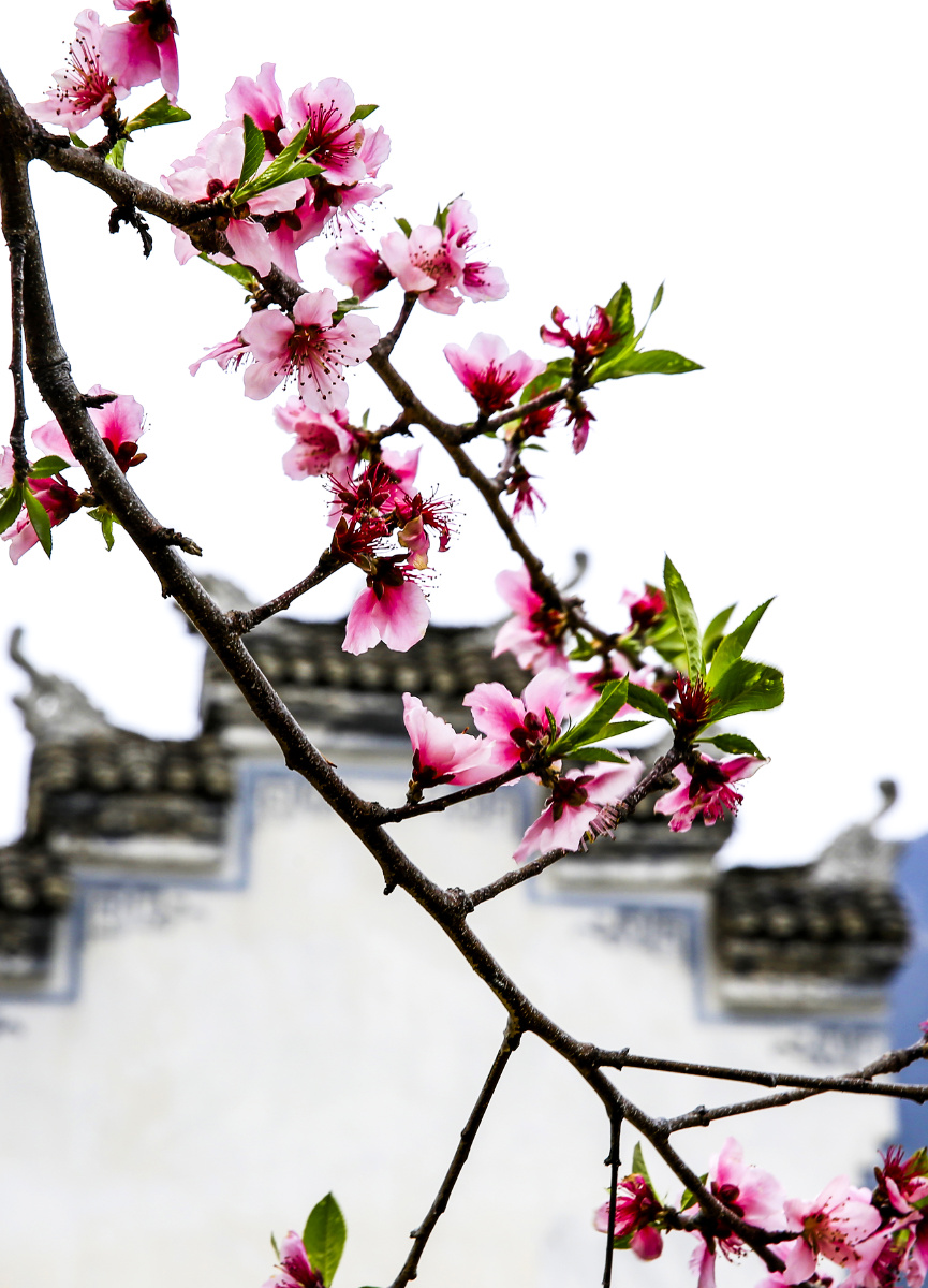 桃花一簇出墙来于湖北宜昌秭归县屈原镇西陵峡村