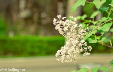 IMG_0011-1