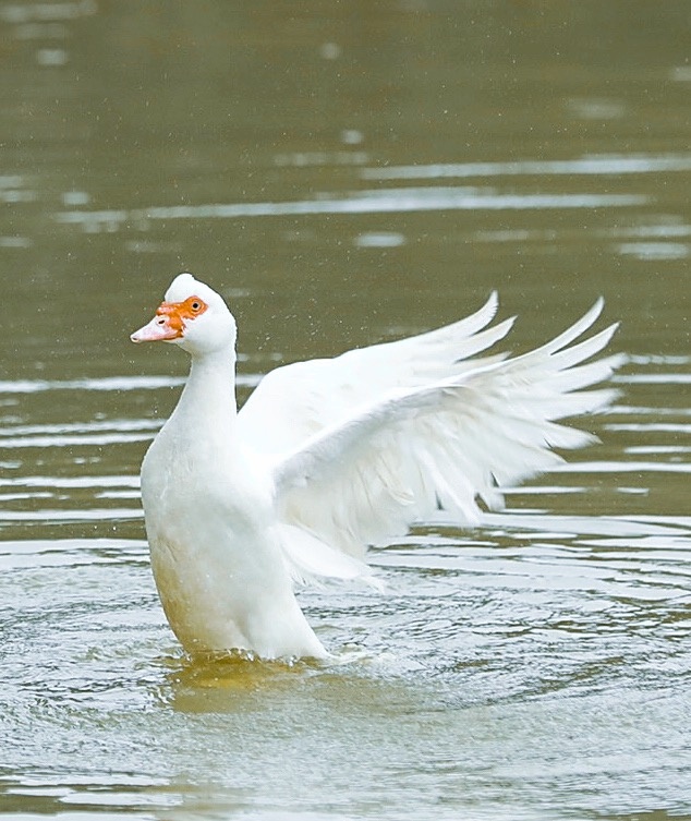 胡鸭春江水暖鸭先知