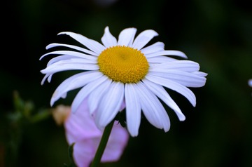 1000294202