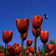 FE7762B5-A9D5-4EEF-99A3-73BA1BE9F2E9/L0/001
