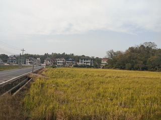 46068