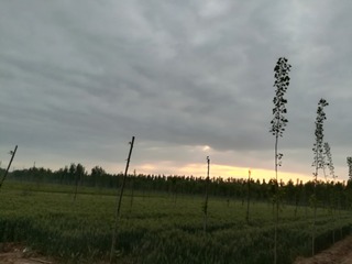 1000001317