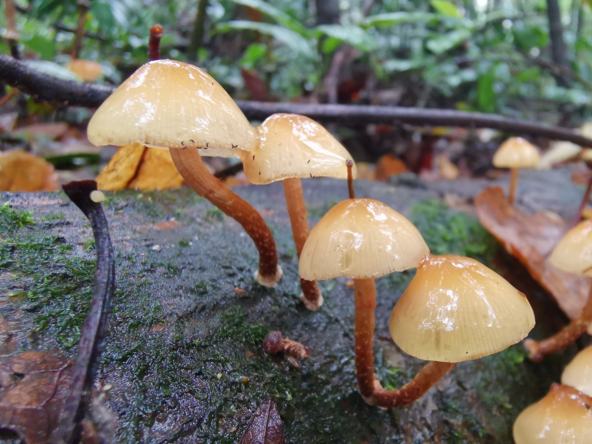 原始森林各种各样的蘑菇