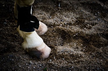 20121104-_IGP2193.jpg