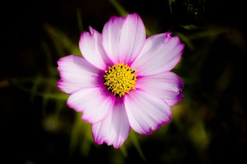 20130120-_IGP5994.jpg