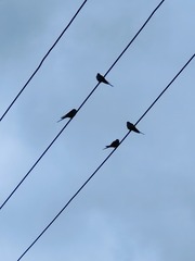 1000063339