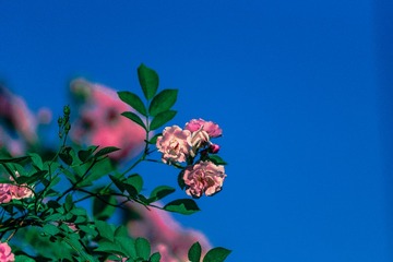 267