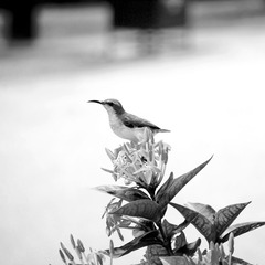 DSC_8042b.jpg