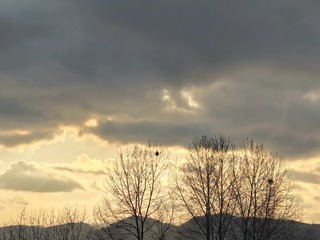 1000062636