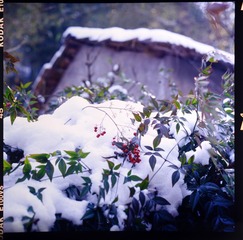 DSC_2982.jpg