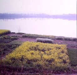 DSC_4537.jpg