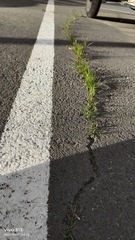 1000027393