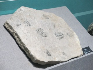 181670
