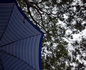 雨天树下