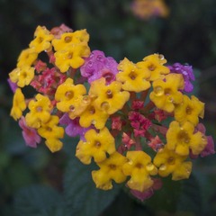 R0017552