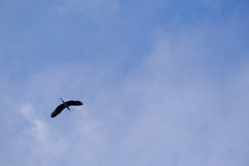 1000108441