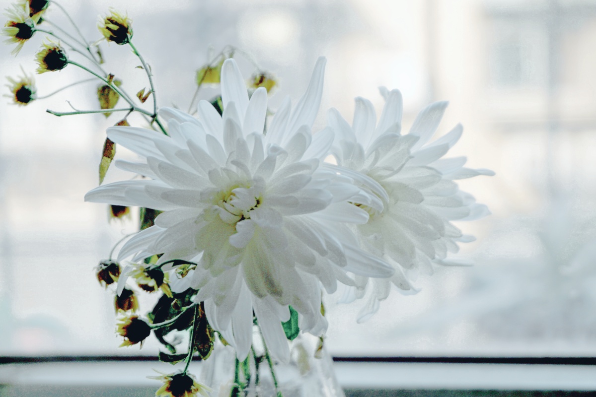 白菊插花 - 李白后代 - 图虫