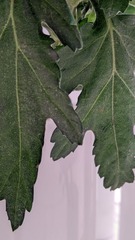 3630