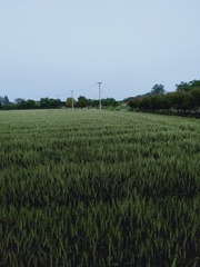 1099687