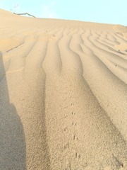 1000008061