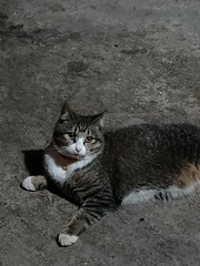 1000039066