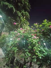 1000034340