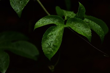 68393