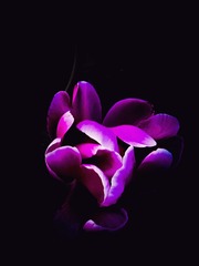 1000002185