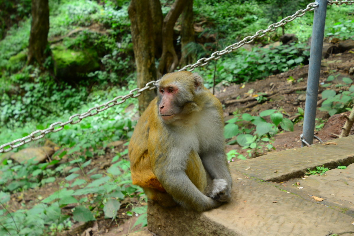 石宝山的猴精
