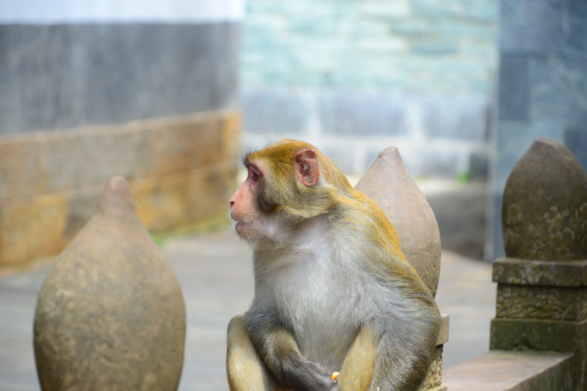 石宝山的猴精