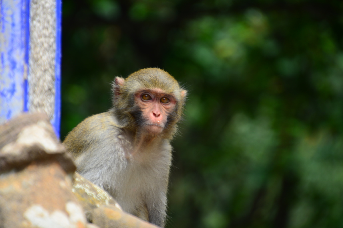 石宝山的猴精