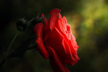 1000118516