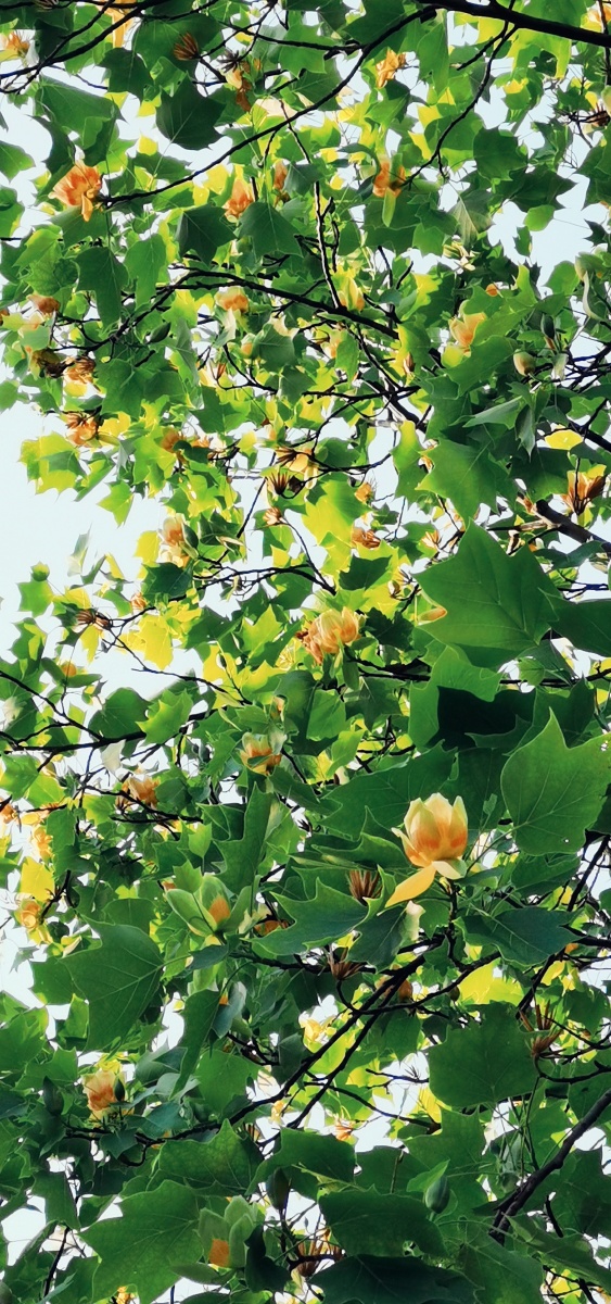 鹅掌楸树花 - 烟村45家 - 图虫