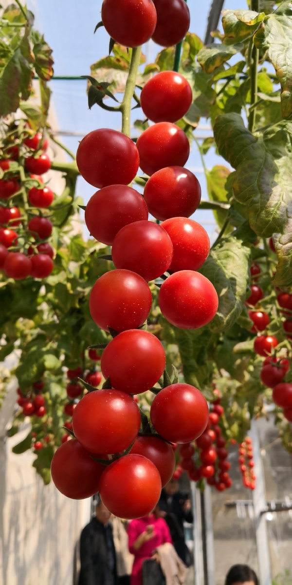 长串番茄