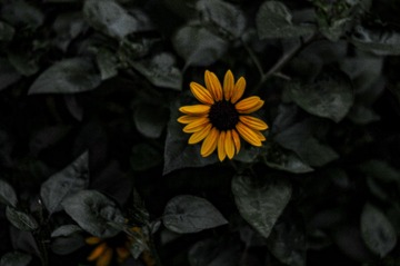 1000025633