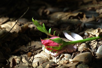 DSC_8536_HZP.jpg