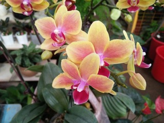 石斛花