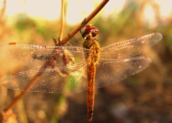 IMG_1008.JPG