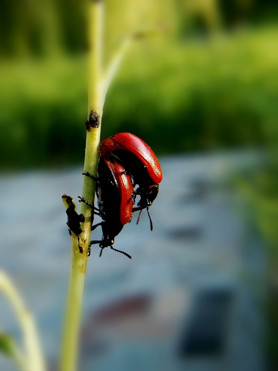 红色金龟子的七夕