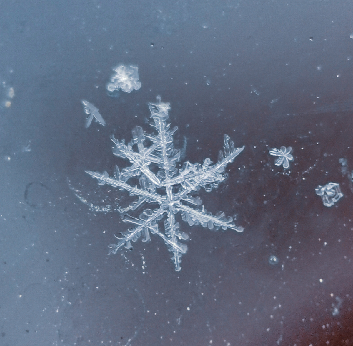 2021拍的第一片雪花