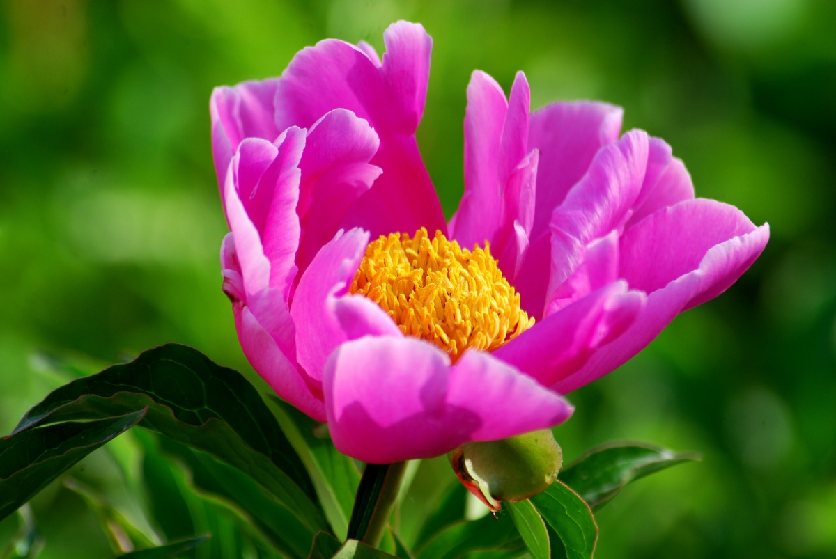 丽质绮罗百花中,花相又艳殿春红. - 焦点100 - 图虫