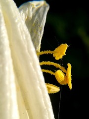 花蕊