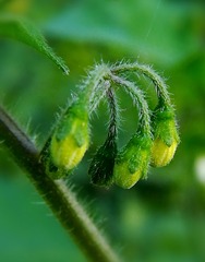 花蕾